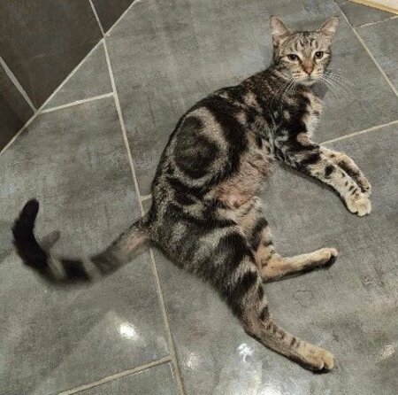 Adopter Iska