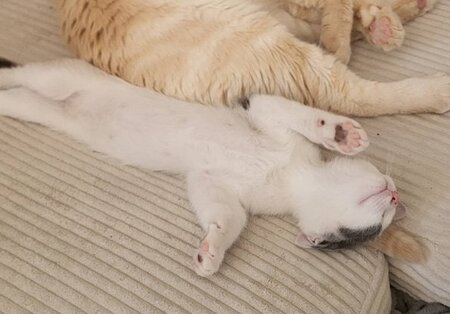 Adopter Jackson