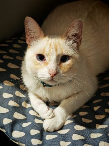 Adopter Jacob