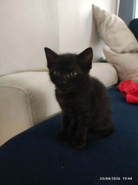Adopter Jasmine
