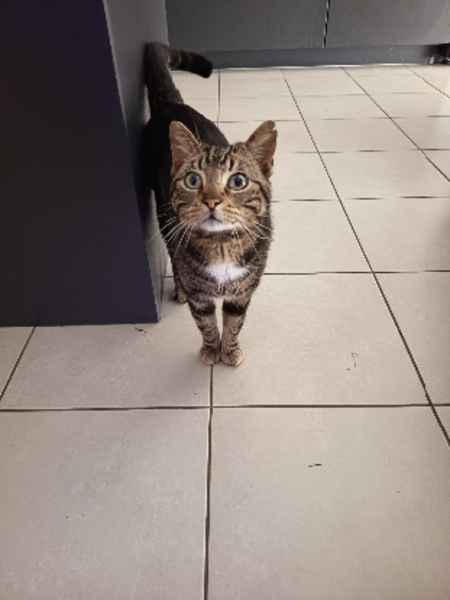 Adopter Jean