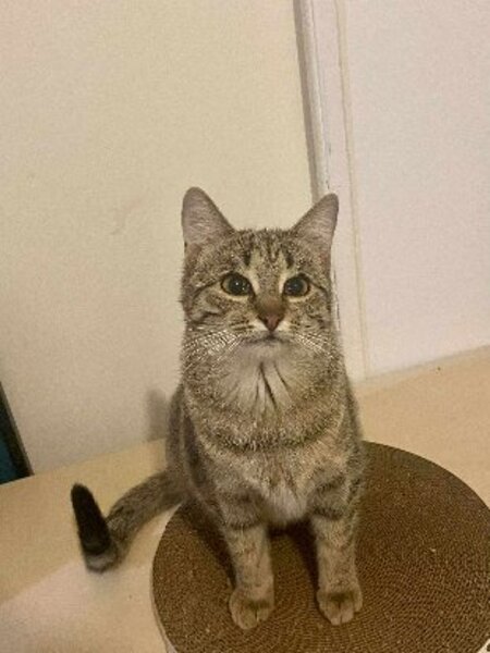 Adopter Jeanne