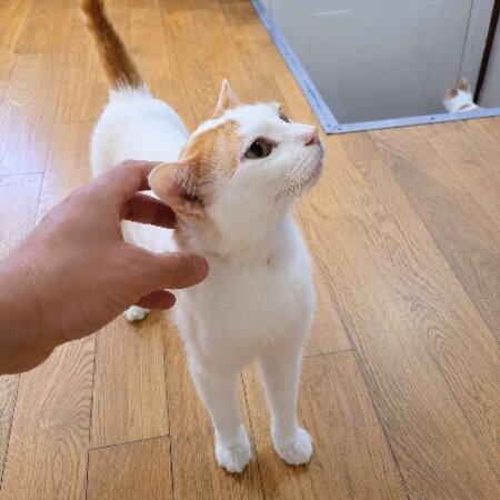 Adopter Jeff