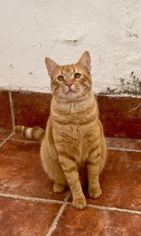 Adopter Jerry