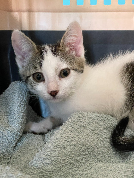 Adopter Jill