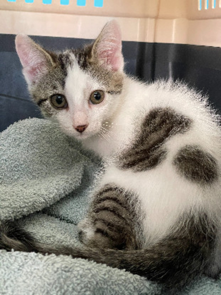 Adopter Jill