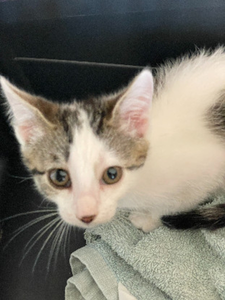 Adopter Jill