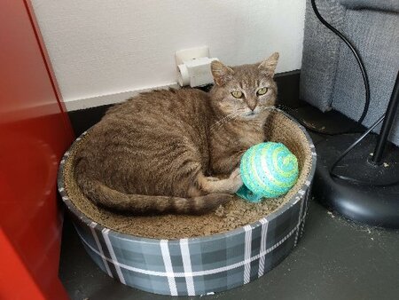 Adopter Jinx