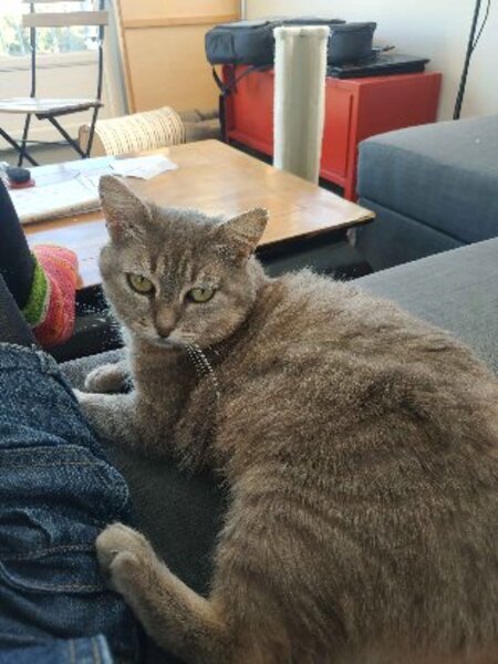 Adopter Jinx