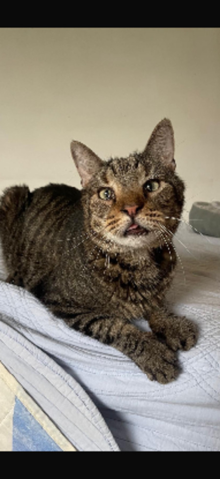 Adopter Joyeux