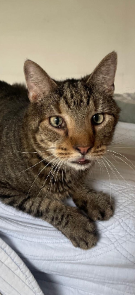 Adopter Joyeux