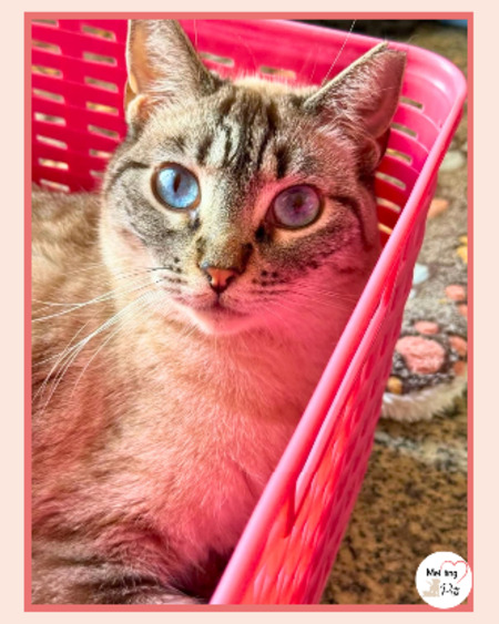 Adopter Julieta