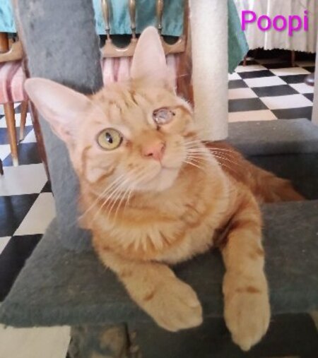 Adopter Kaline / pirate