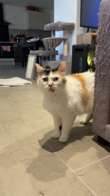 Adopter Kalissy