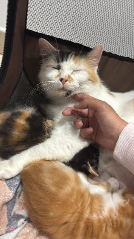 Adopter Kalissy