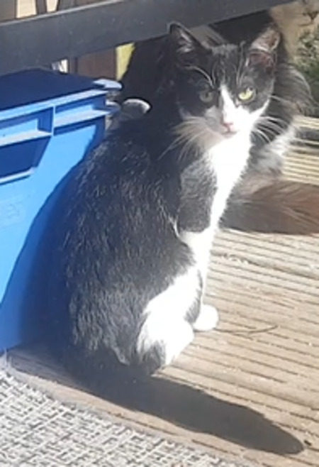 Adopter Kandy