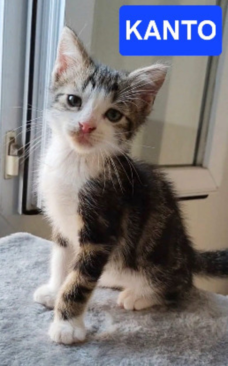 Adopter Kanto petit de iska