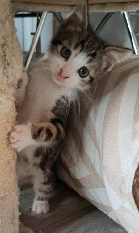 Adopter Kanto petit de iska