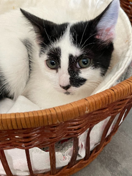 Adopter Kelly