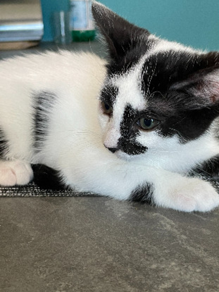 Adopter Kelly