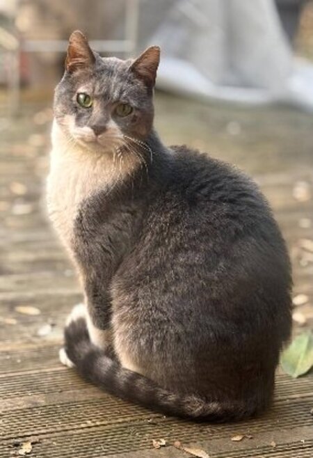Adopter Kenaï