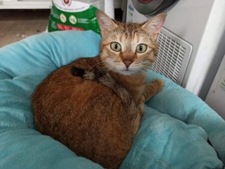 Adopter Khaleesi