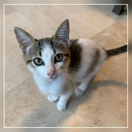 Adopter Kiara