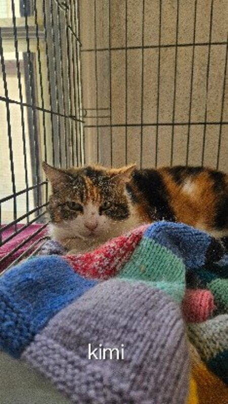 Adopter Kimi
