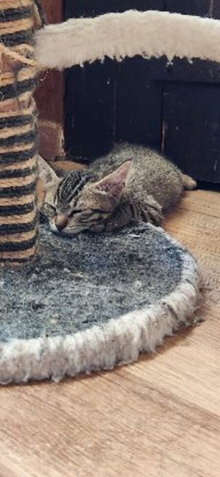 Adopter Kimi