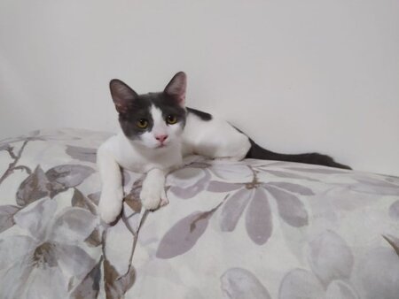 Adopter Kira