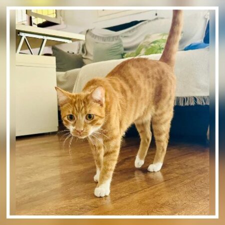 Adopter Kira & casper
