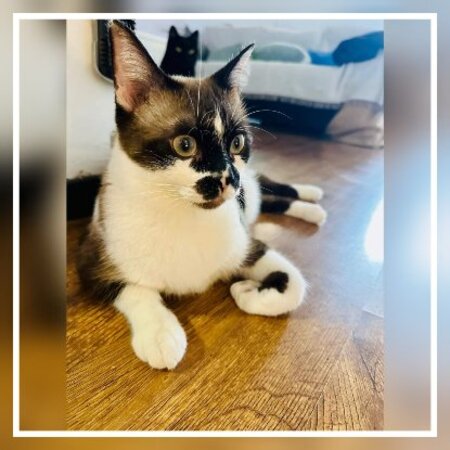 Adopter Kira & casper