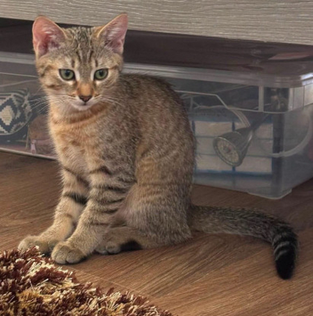 Adopter Kirara adoptable en duo ou seul si déj