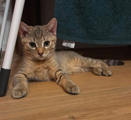 Adopter Kirara adoptable en duo ou seul si déj