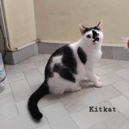 Adopter Kitkat