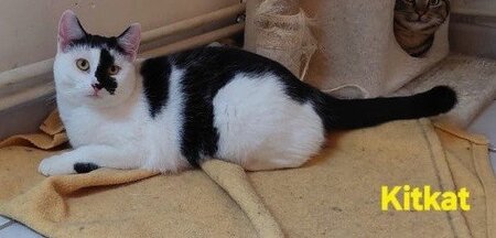 Adopter Kitkat