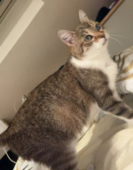 Adopter Kitty