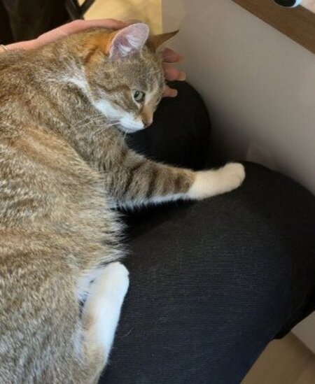 Adopter Kitty