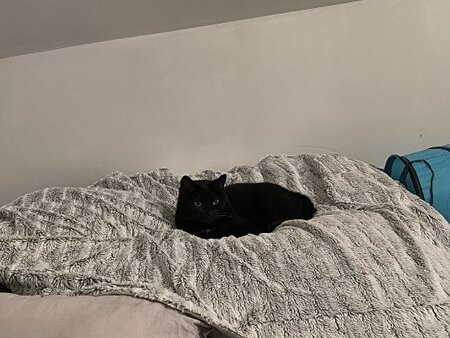 Adopter Kiyomi