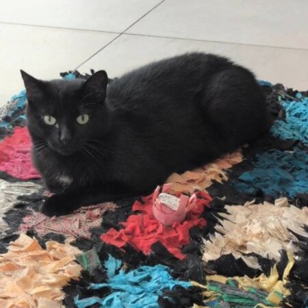 Adopter Kiyomi