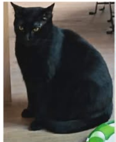 Adopter Kratos et tselanos