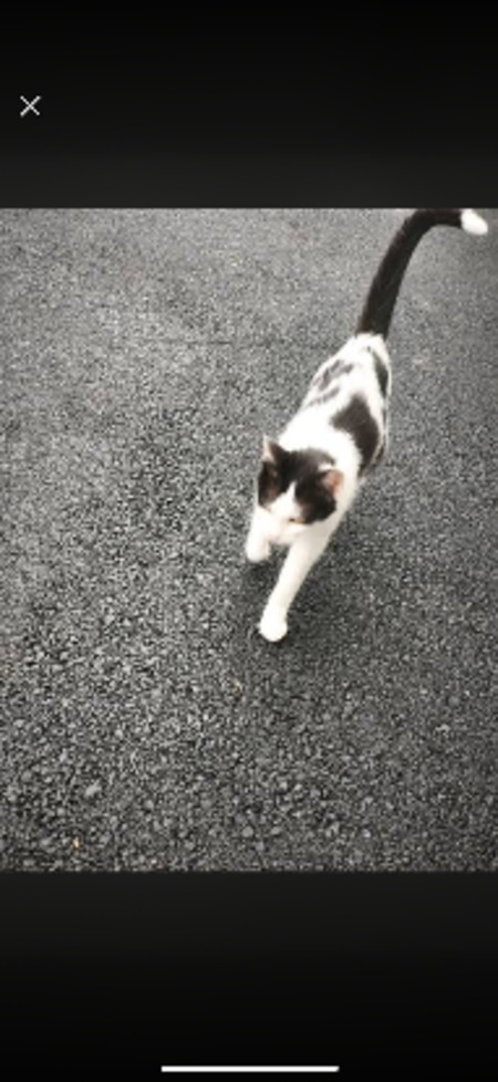 Adopter Kumai