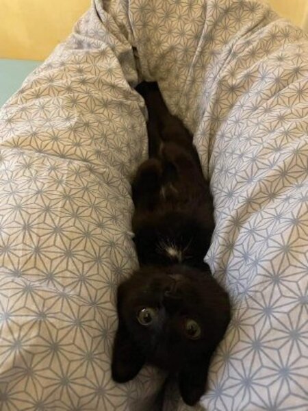 Adopter Kuro