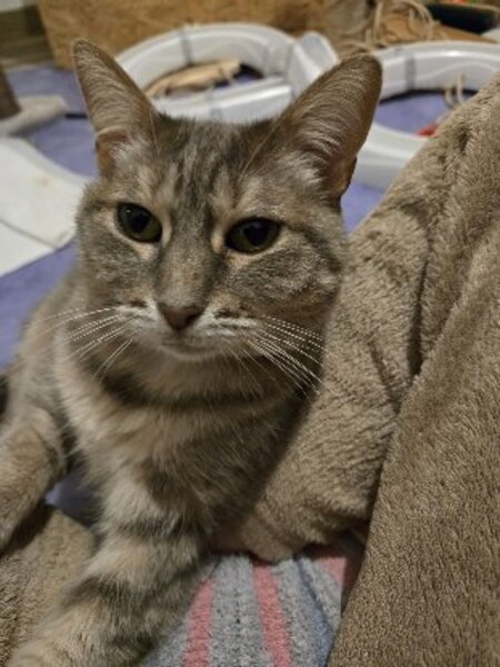 Adopter Kutia