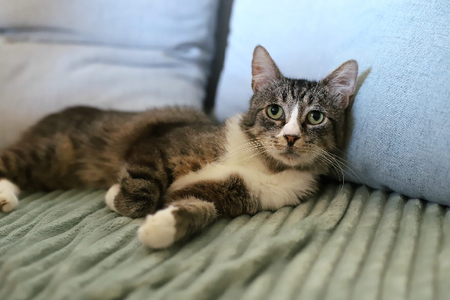 Adopter Lago