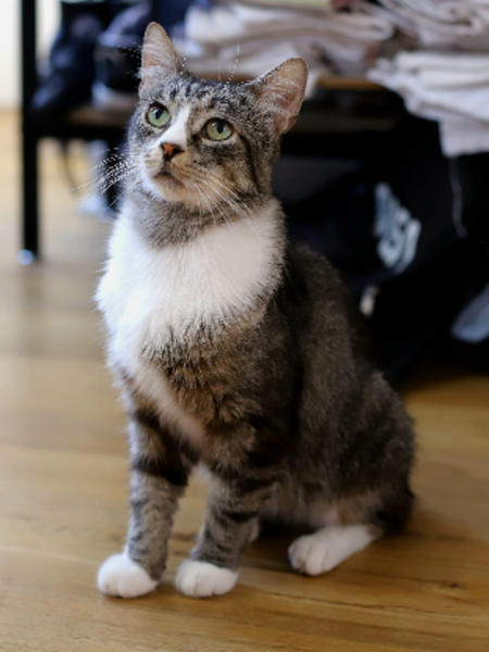 Adopter Lago