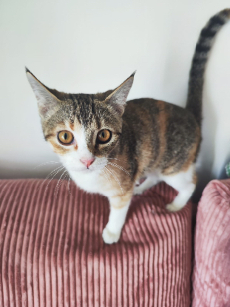 Adopter Lala
