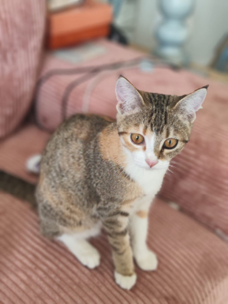 Adopter Lala