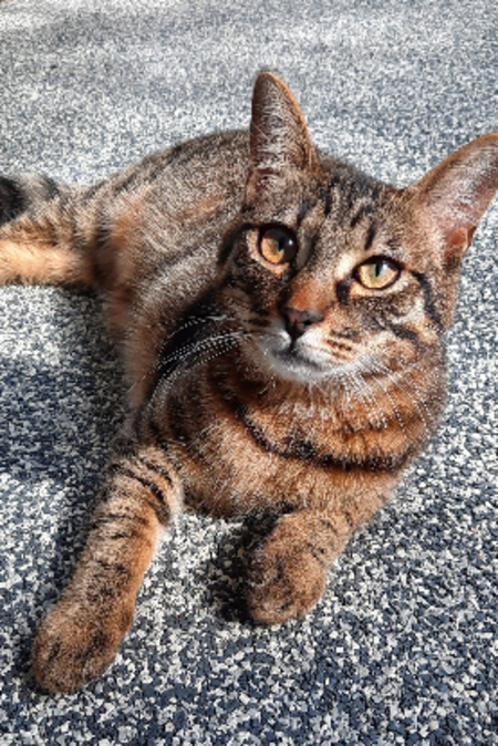 Adopter Lászlo