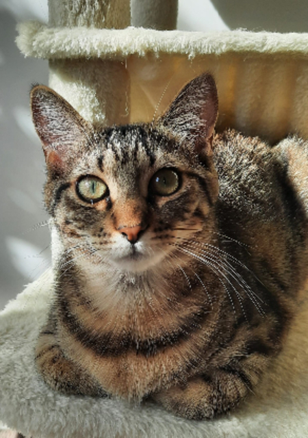 Adopter Lászlo